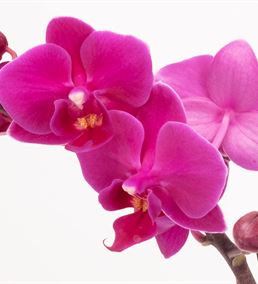 Haarlem Luxury Double Purple Orkide Aranjmanı