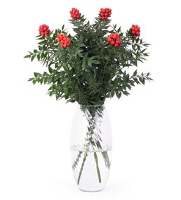 Kırmızı Kokina Yılbaşı Çiçeği Aranjmanı