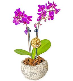 Meksika Retro Saksılı Çift Dal Mini Orkide