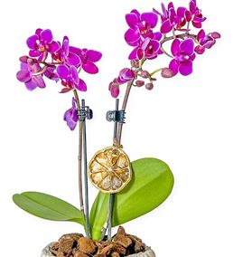 Meksika Retro Saksılı Çift Dal Mini Orkide
