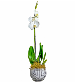 Mezopotamya Beyaz Tek Dal Orkide Çiçeği