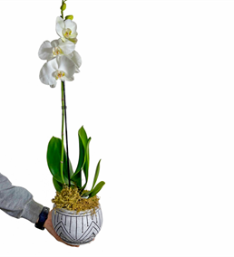 Mezopotamya Beyaz Tek Dal Orkide Çiçeği