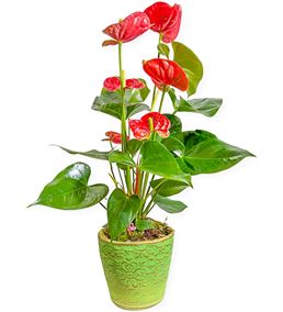 Papatya Antoryum Çiçeği Kırmızı