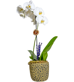 Phuket Beyaz Tek Dal Orkide Çiçeği