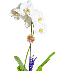 Phuket Beyaz Tek Dal Orkide Çiçeği