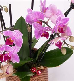Pink Story Multi Bloom Orkide Tasarım Aranjmanı