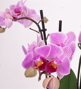 Pink Story Multi Bloom Orkide Tasarım Aranjmanı
