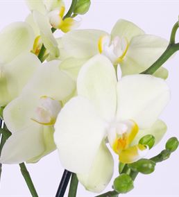 Prinos 4 Dal Sarı Orkide Çiçeği Tasarım Aranjmanı