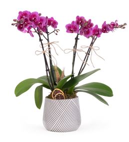 Purple Story Multi Bloom Orkide Tasarım Aranjmanı