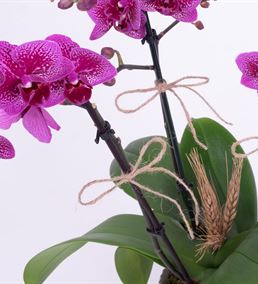 Purple Story Multi Bloom Orkide Tasarım Aranjmanı