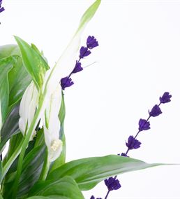 Skala Marion Mini Beyaz Spatifilyum Barış Çiçeği