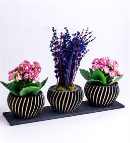 Trio Bend Saksı Serisi Kokulu Mini Lavanta Çiçeği