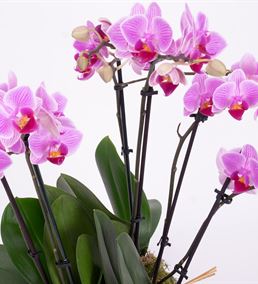 You Are My Flower 6 Dal Orkide Tasarım Aranjmanı