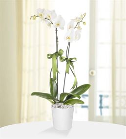 2 Dal Saksı Beyaz Orkide