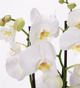 Akira Serisi 2 Dal Beyaz Orkide Tasarım Aranjmanı