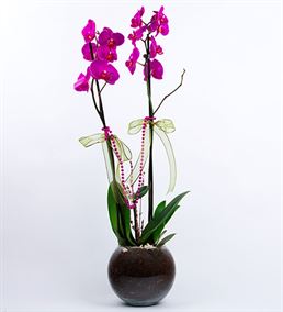 Akvaryum Fanusta 2 Dal Mor Orkide Tasarım Çiçek