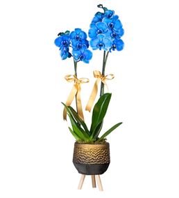 Antik Vazoda Mavi Orkide