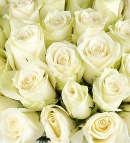Beyaz Duygu Vazoda Tasarım 50 Beyaz Güller
