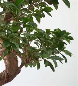 Dekoratif Ficus Bonsai Ağacı 120cm