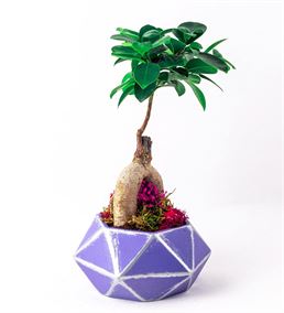 Dokuzgen Mor Saksıda Ficus Bonzai