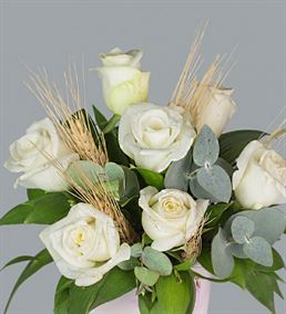 Ebruli Saksıda Beyaz Güller