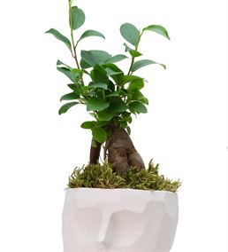 Geometrik Saksıda Mini Ficus Bonsai