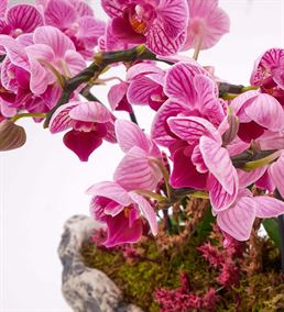 Kapadokya 4 Dal Mini Mor Orkide Tasarım Aranjmanı