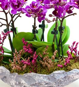 Kapadokya 6 Dal Mini Mor Orkide Tasarım Aranjmanı
