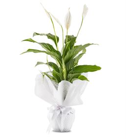 Kar Beyaz Sevgi Spatifilyum Saksı Çiçeği