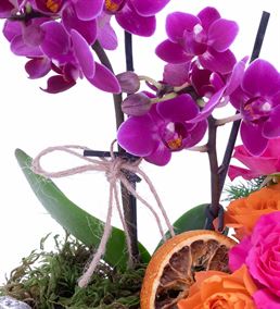 Kaya Serisi Mini Orkideli Çardak Gül Aranjmanı