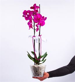 Konik Cam Fanusta 2 Dal Premium Mor Orkide