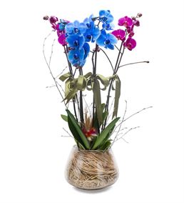 Lovely Fanus Camda Mavi Pembe Saksı Orkideler