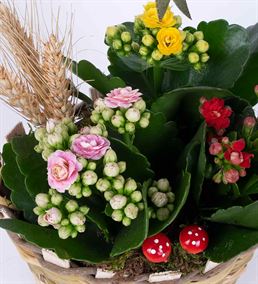 Martha Serisi Mixed Kalanchoe Tasarım Çiçek Sepeti