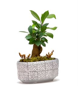 Mini Ficus Bonsai Bahçesi