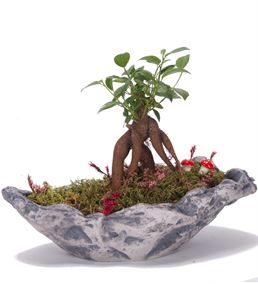 Minyatür Bahçem Mini Bonsai