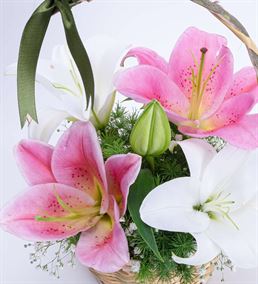 Mis Doğal Kokulu Beyaz Pembe Lilyum Çiçek Sepeti