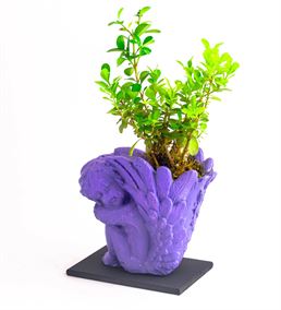 Mor Melek Figür Buxus Bonsai Tasarım