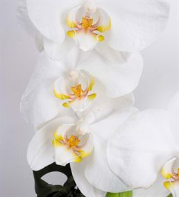 Mutlu Kalpler 2 Dal Beyaz Orkide Aranjmanı