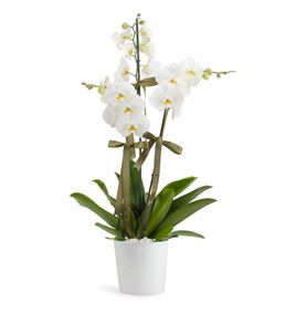 Neşeli 3 Dal Beyaz Tasarım Orkide Çiçeği