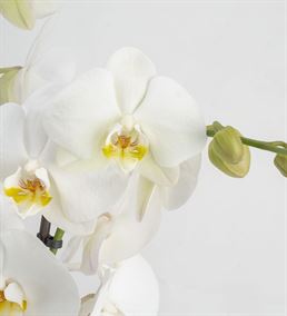 Neşeli 3 Dal Beyaz Tasarım Orkide Çiçeği