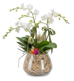 Özel Tasarım Vazoda 3 Dal Beyaz Saksı Orkide