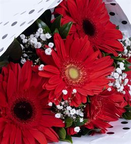 Sevgi Tutkusu 5 Kırmızı Gerbera Çiçek Buketi
