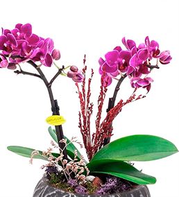 Siyah Taş Saksıda Çift Dal Mini Mor Tasarım Orkide