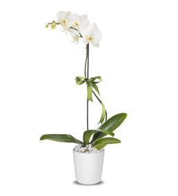 Tekli Beyaz Phalaenopsis Orkide Tasarım