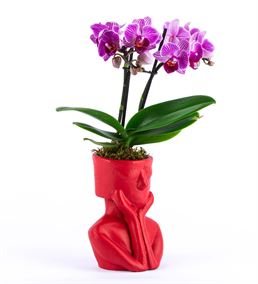 Tink Serisi Red  Saksıda 2 Dal Mini Mor Orkide