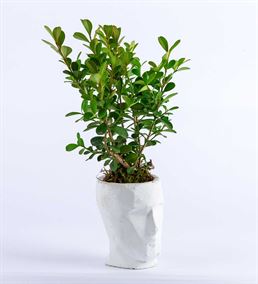 V Zone Serisi Beyaz Saksıda Buxus Bonsai Aranjmanı