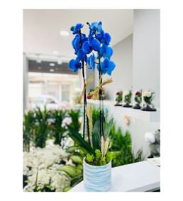 Vip Vazoda Mavi Orkide