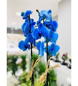 Vip Vazoda Mavi Orkide