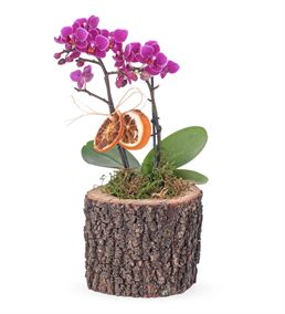 Wood Serisi 2 Dal Mini Mor Orkide Tasarım Çiçek