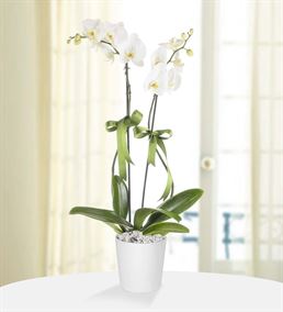 Zarafetin Simgesi 2 Dal Tasarım Beyaz Orkide